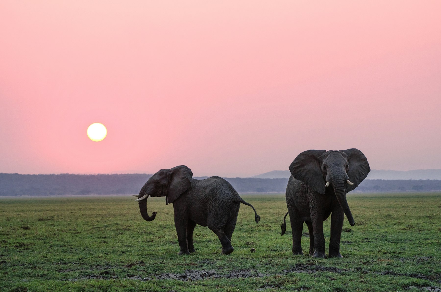 Elephants beneath a pink dusk sky