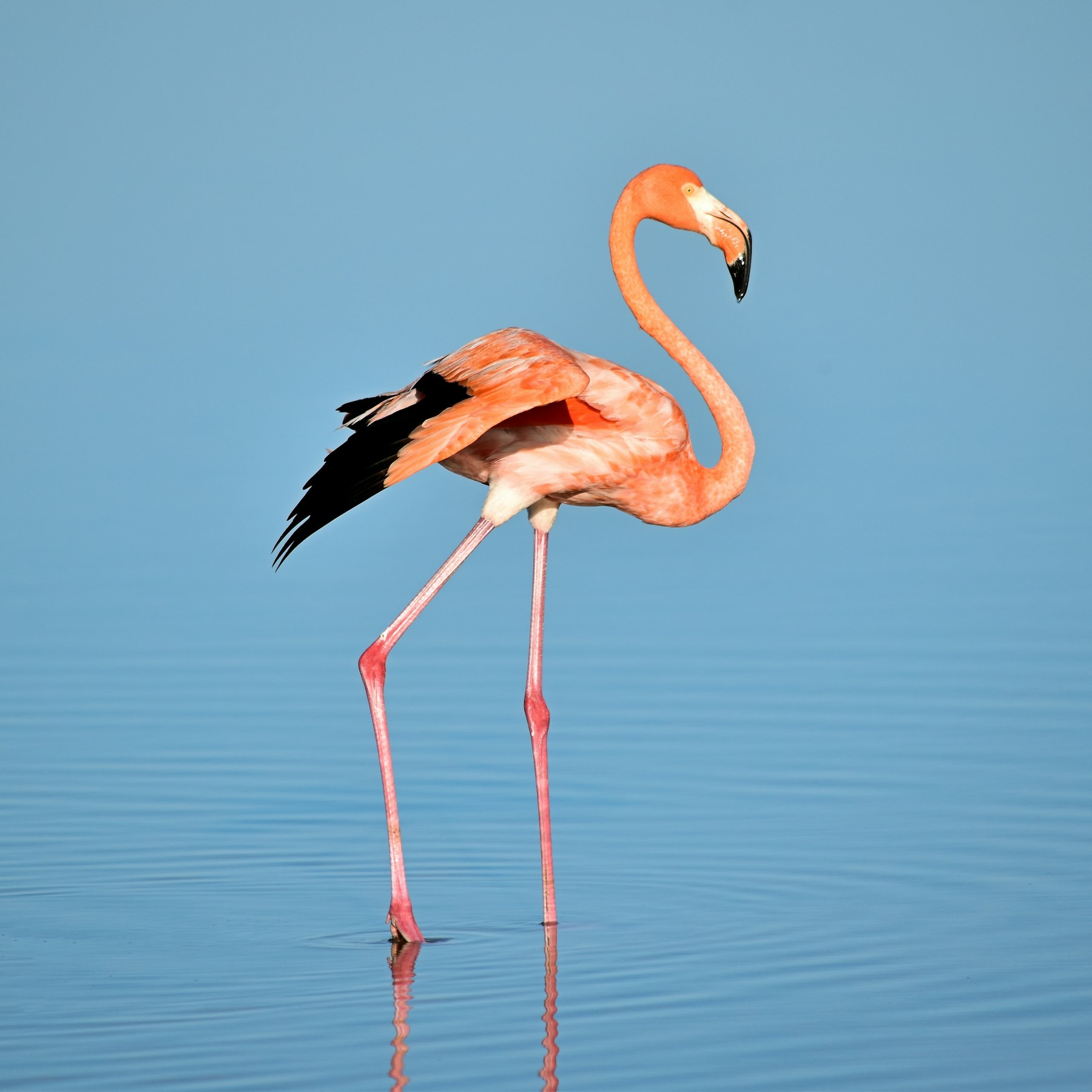 Flamingos wading in the shallows