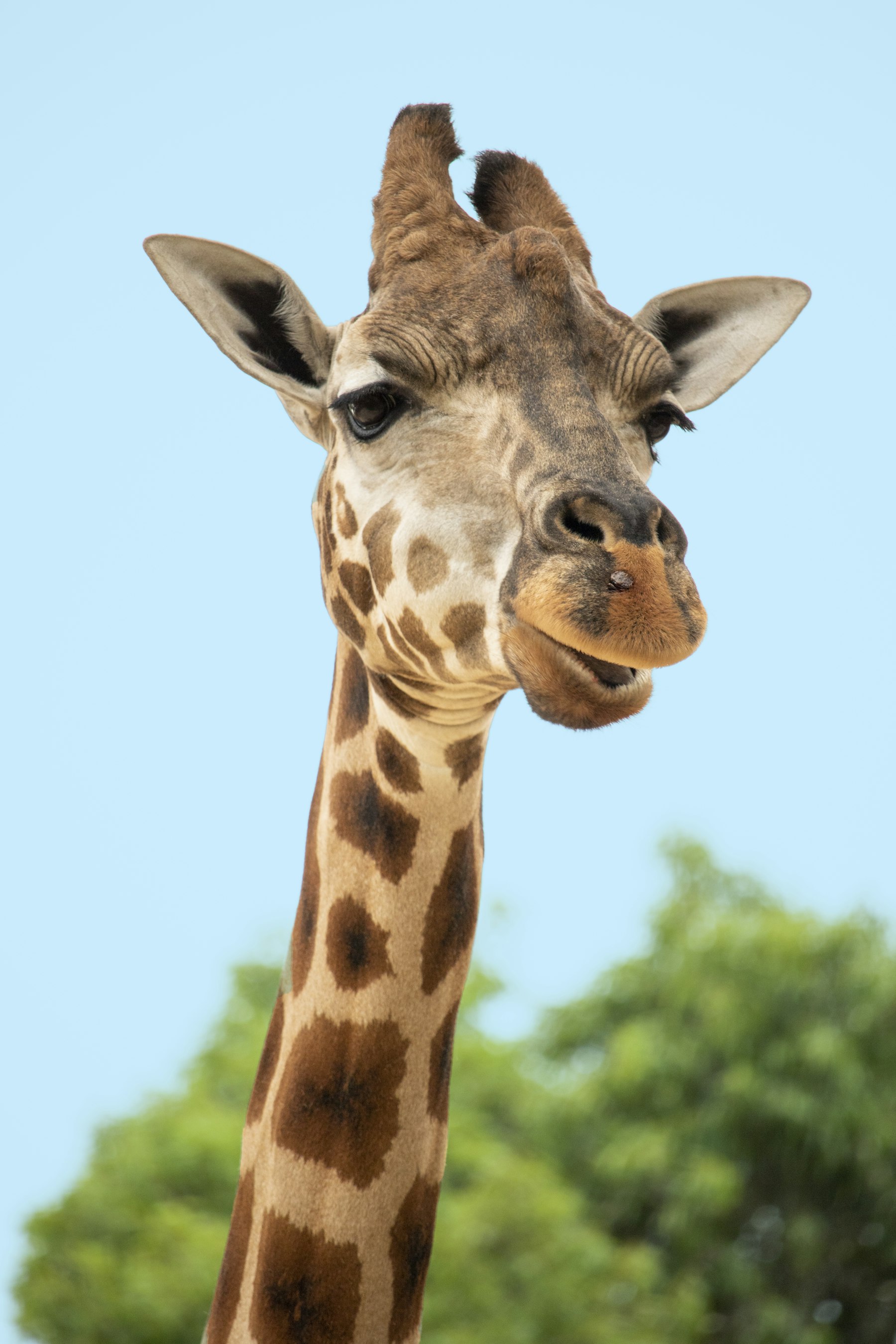 A giraffe met on a Vemi game drive