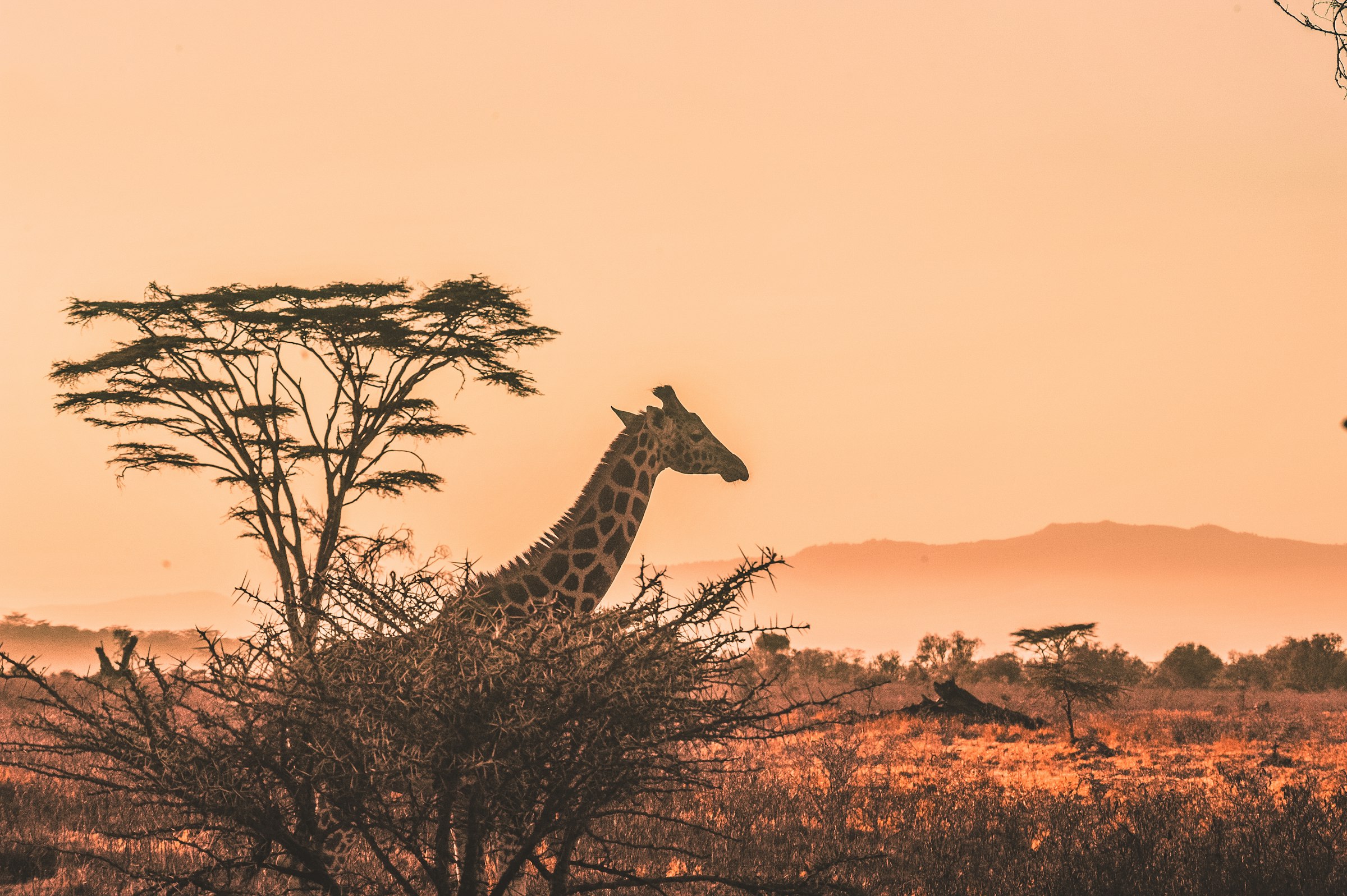 Giraffes at dusk on the open savanna