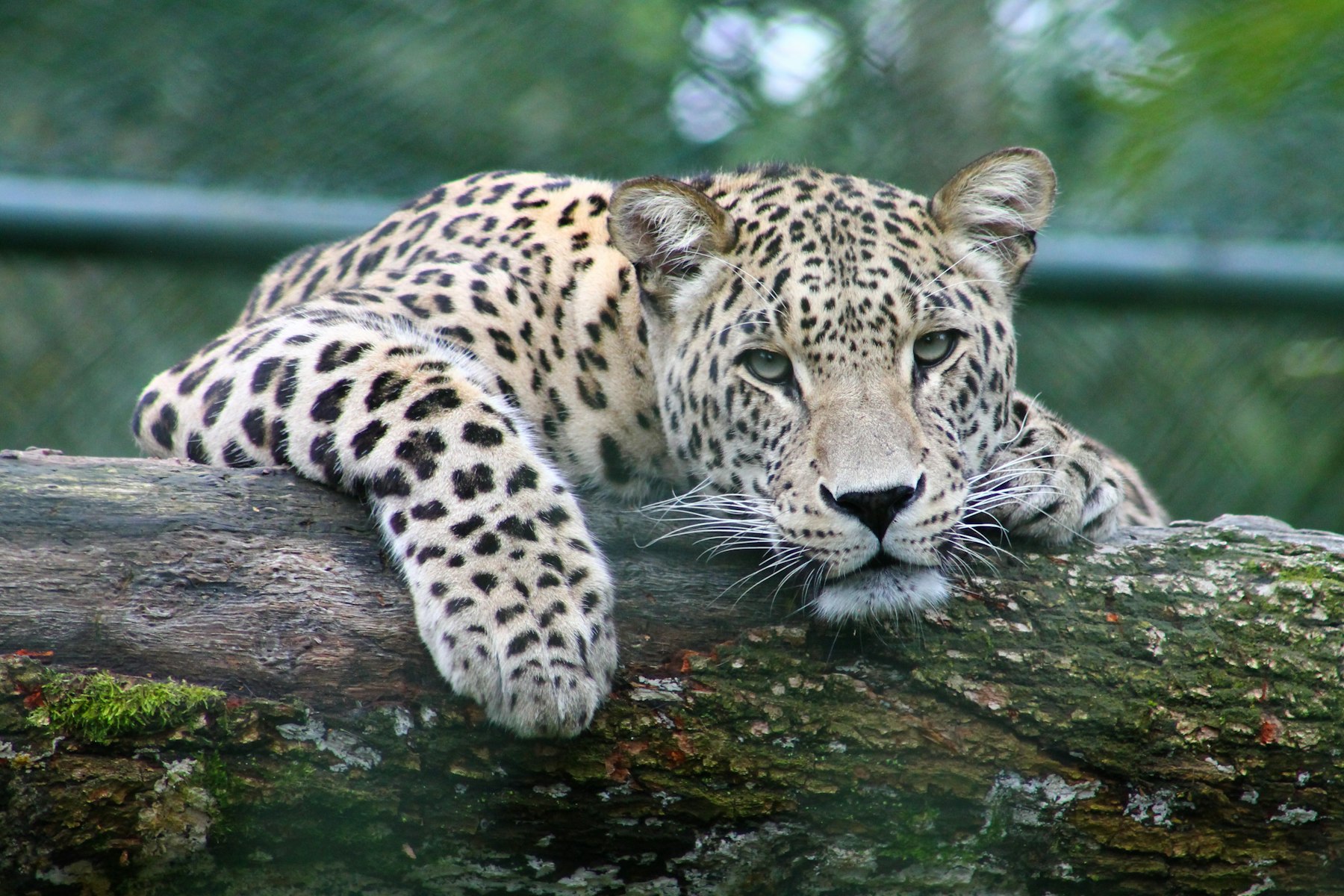 Photography Safari