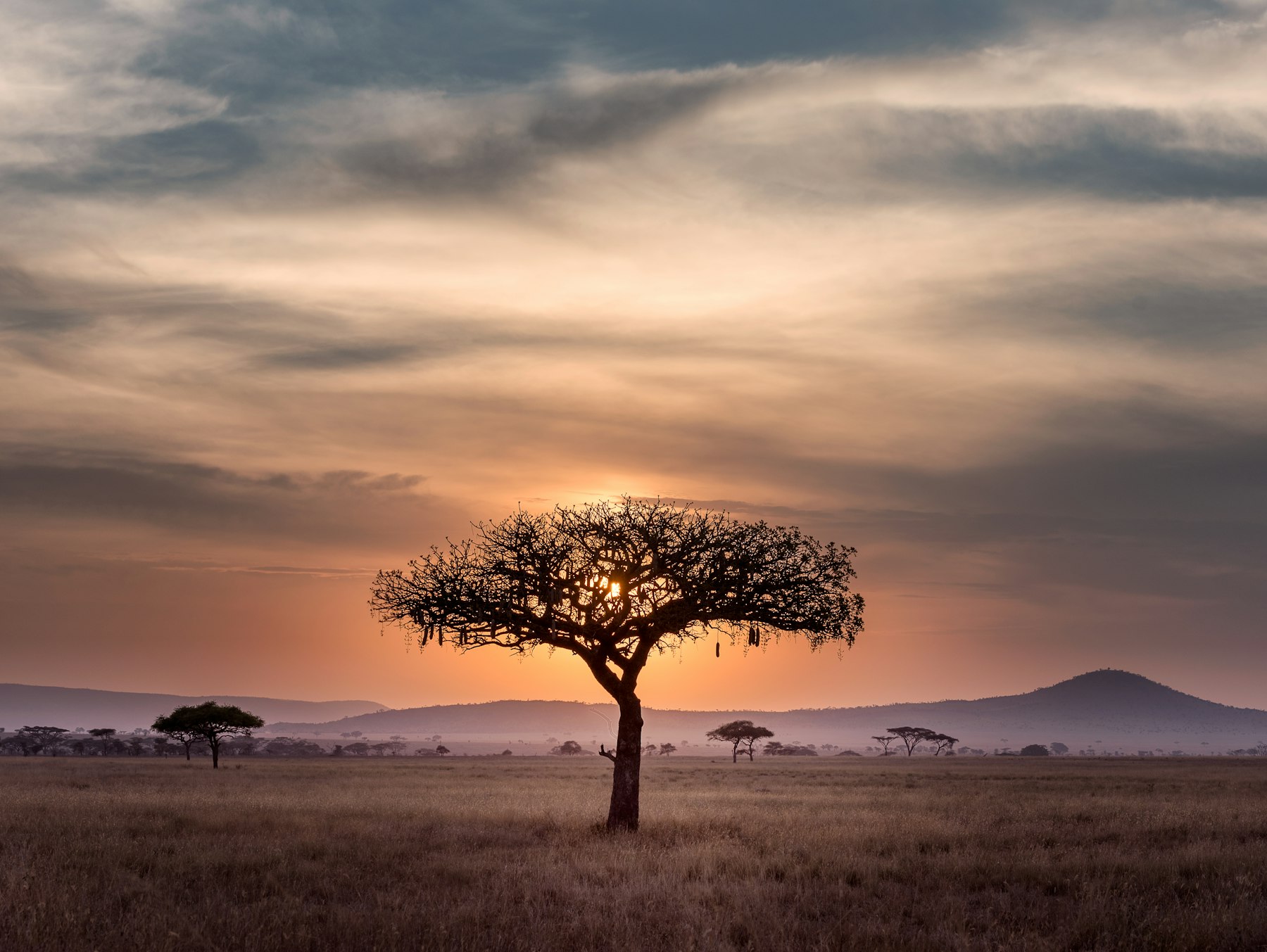 Honeymoon Safari