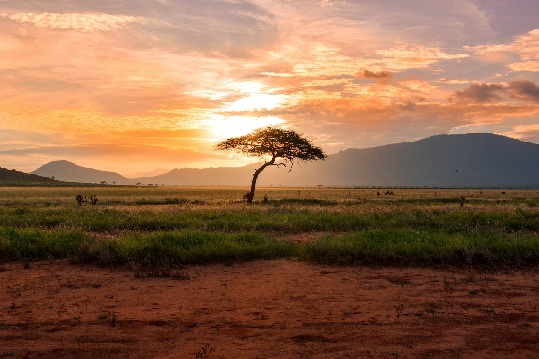 A lone tree against the sunset