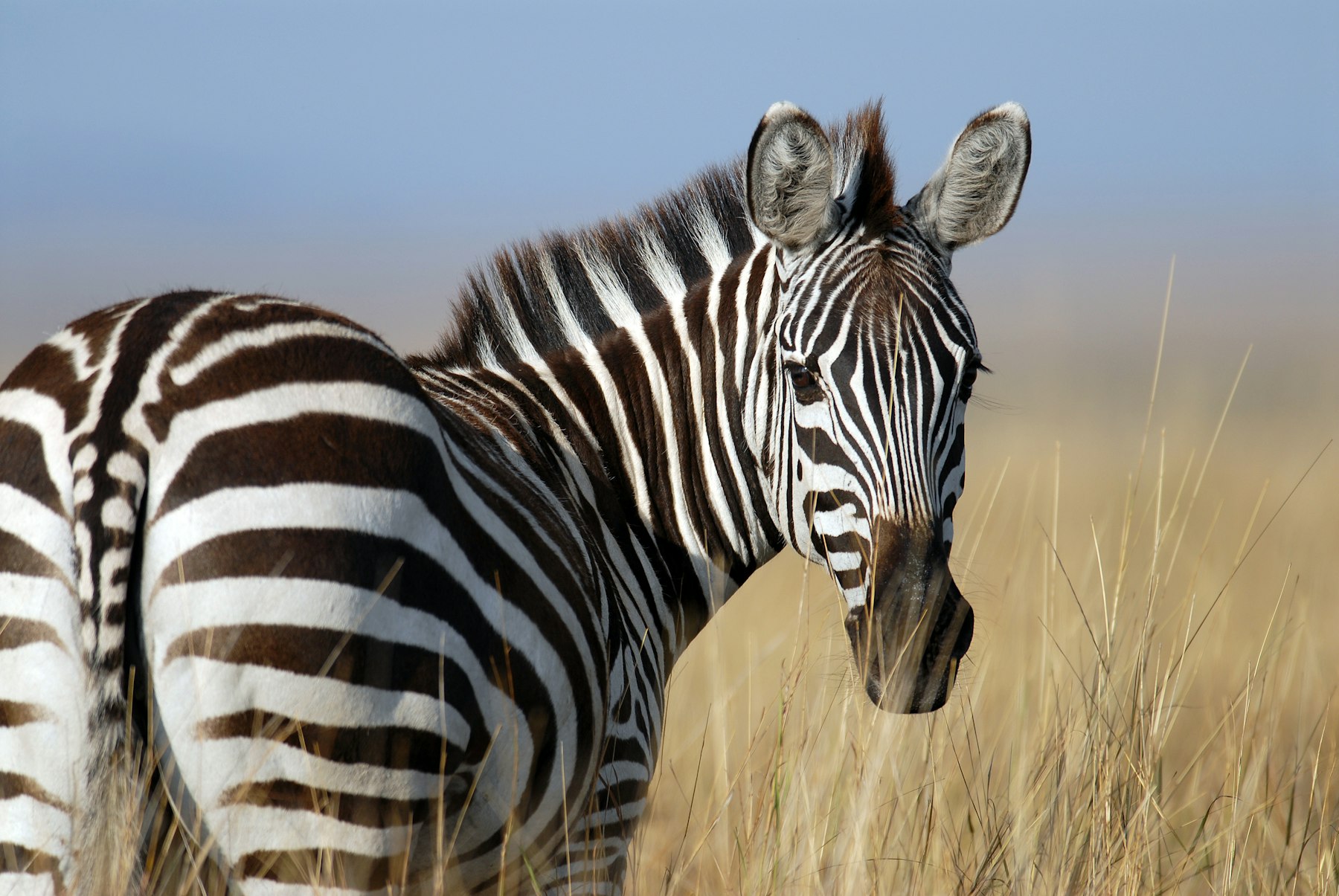Zebra grazing together on the open plains